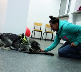 Aktywny Wieczór z Psem Katowice