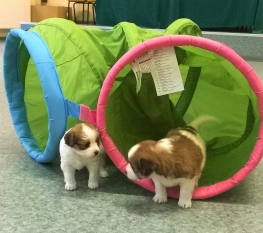 Zajęcia socjalizacyjne dla hodowli Katowice