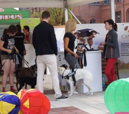 Psi Uniwersytet Katowice 2015