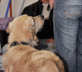 Szkoła szkolenia psów Kraków 2011