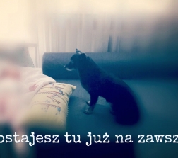 Jak zostałam mamą...i nie przestałam kochać mojego psa.