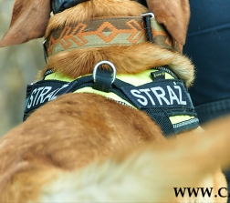 Pies ratowniczy - warsztaty dla amatorów